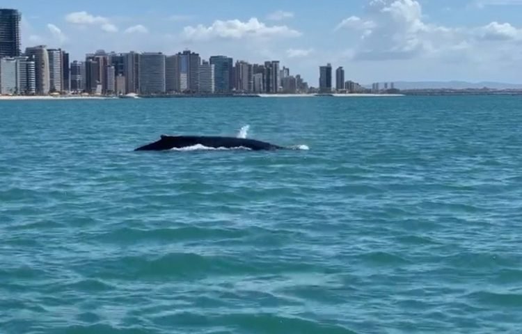 Baleia é avistada no mar de Fortaleza