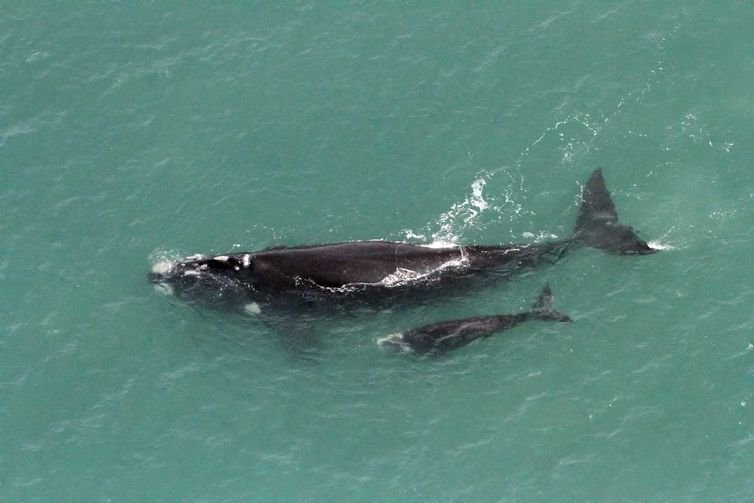 Turismo de Observação: Começa a temporada de baleias no litoral brasileiro