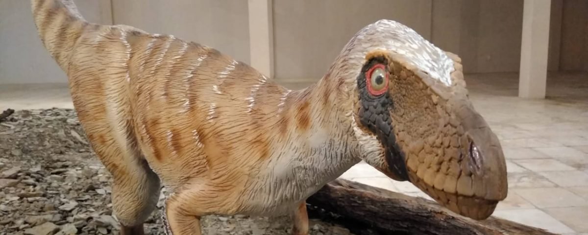 Turismo: Museu de Paleontologia Plácido Cidade Nuvens reabre no aniversário de 33 anos