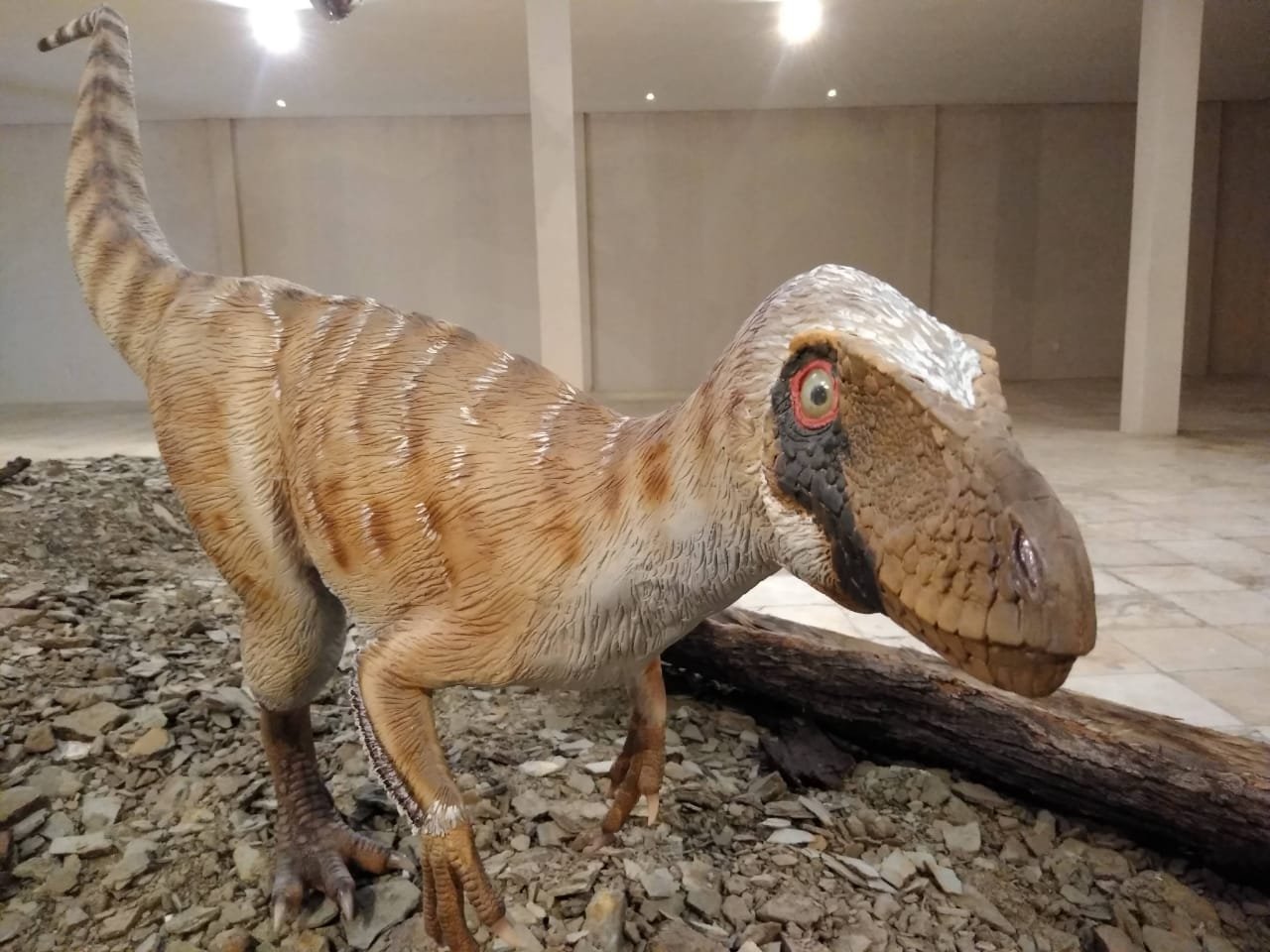 Turismo: Museu de Paleontologia Plácido Cidade Nuvens reabre no aniversário de 33 anos