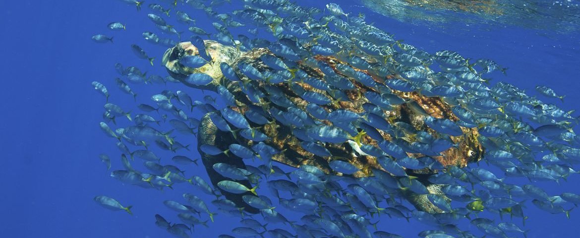 Pesquisa: Academia Brasileira de Ciências lança documento em defesa de Oceanos