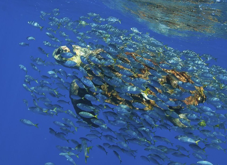 Pesquisa: Academia Brasileira de Ciências lança documento em defesa de Oceanos