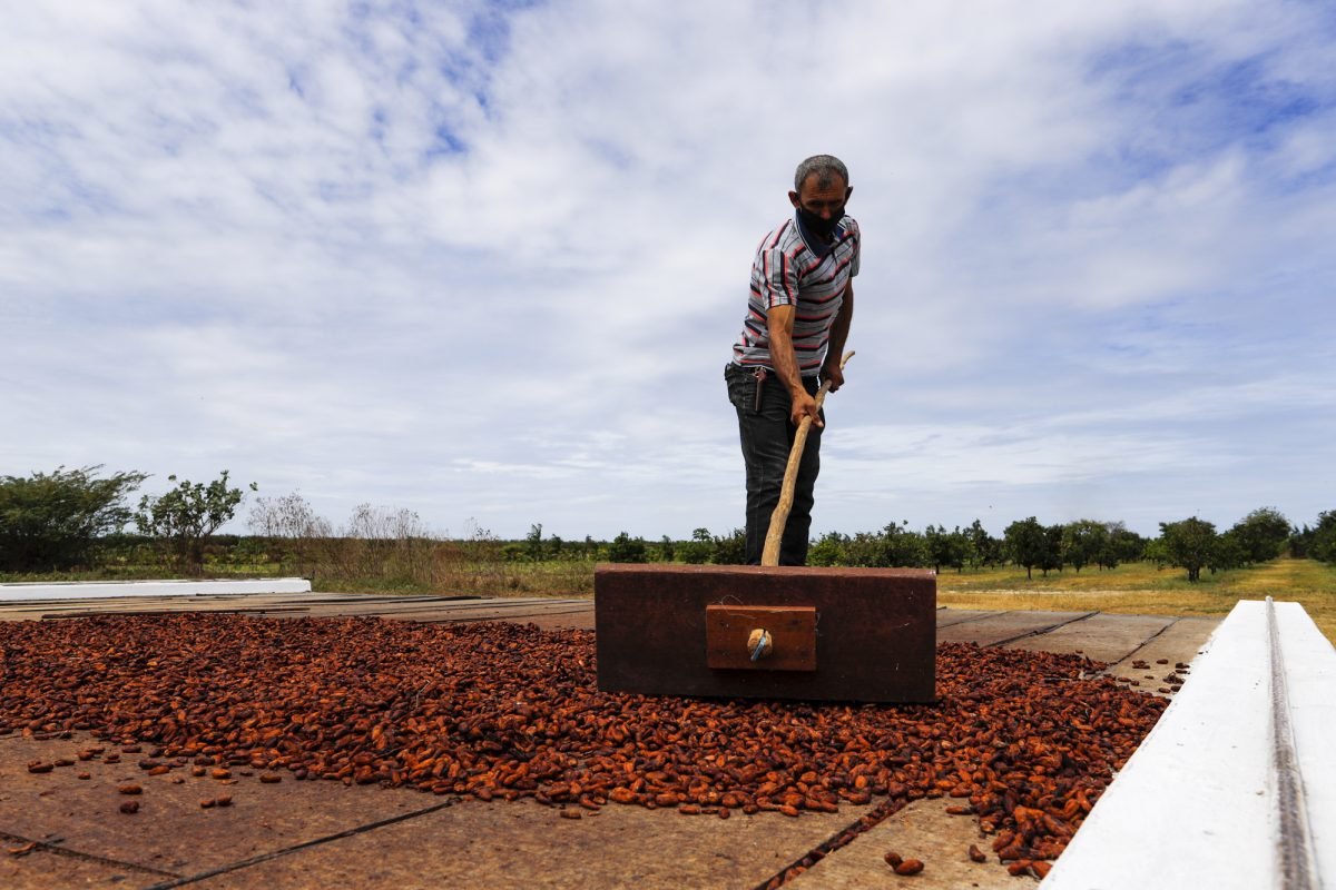 Agronegócio: Produção de cacau é realidade e começa a apresentar bons resultados no Ceará