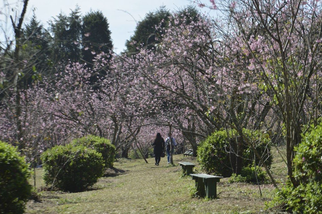 SP: Começa a temporada da floração das cerejeiras no Parque do Carmo