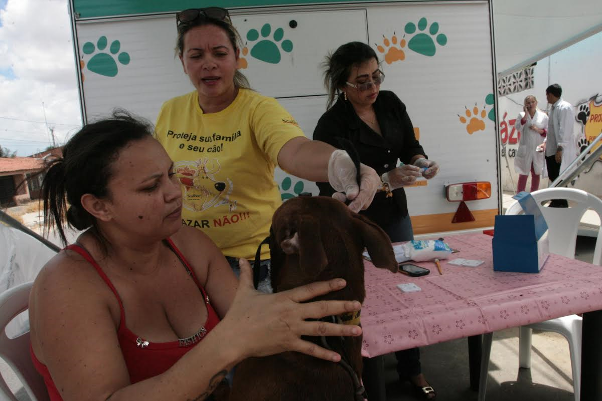 Saúde: Cães de Fortaleza vão receber coleiras para o controle do calazar