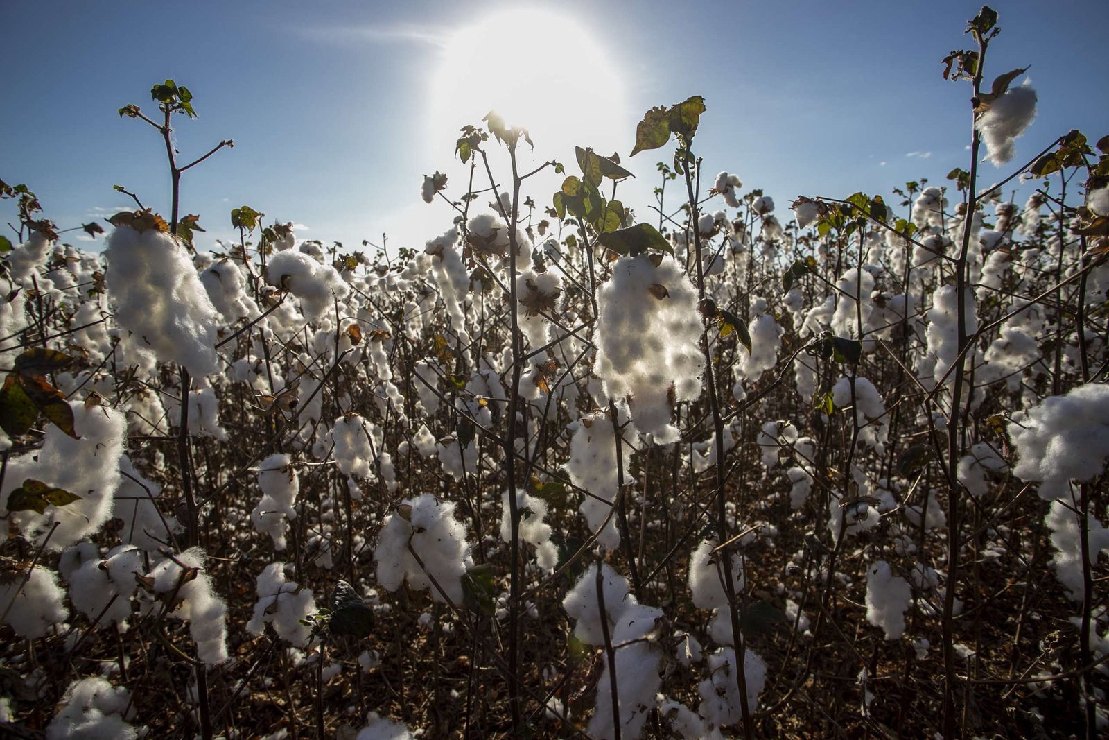 Agronegócio: Colheita do algodão no Ceará deverá bater recorde de produtividade