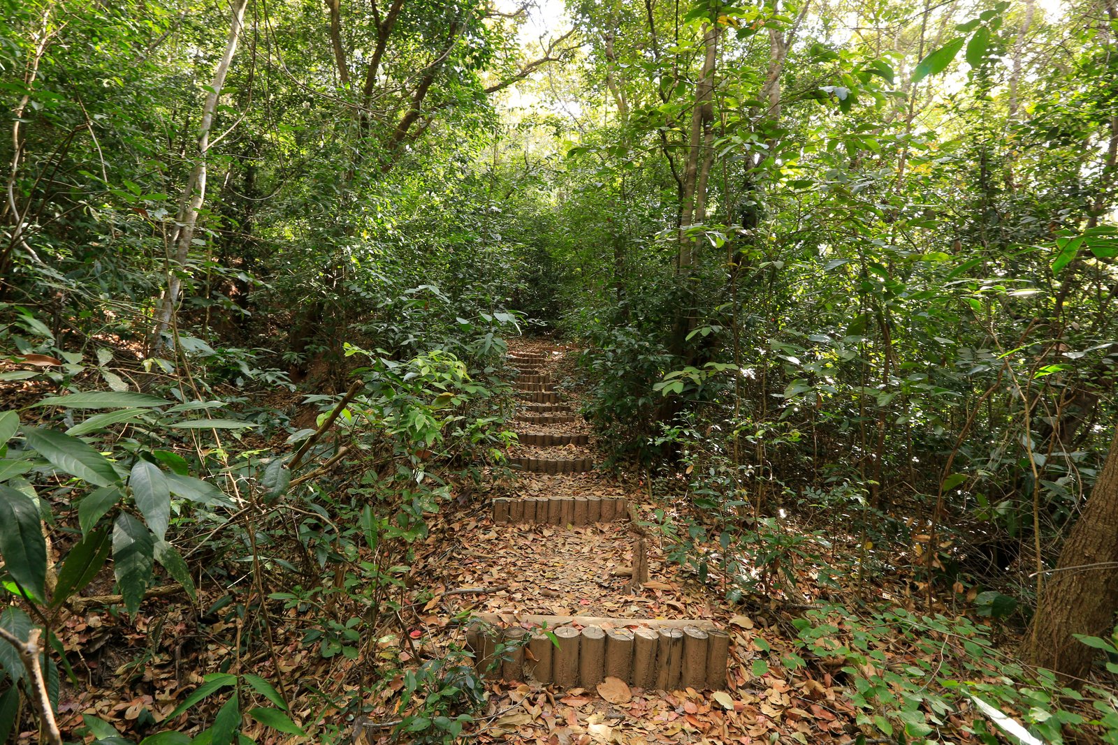 Turismo: Riacho do Meio, um oásis verde dentro do Geopark Araripe, no Cariri cearense