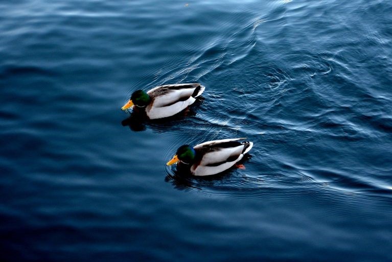 Feliz Ano Novo? 2022, que os patinhos na lagoa nos ajudem