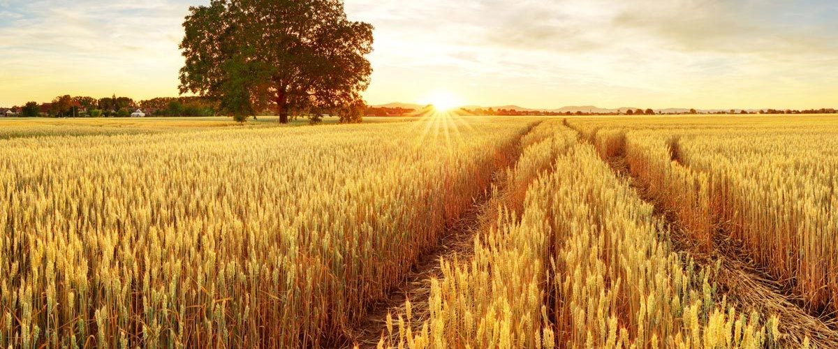 Opinião: O avanço da diversidade no agronegócio do Brasil