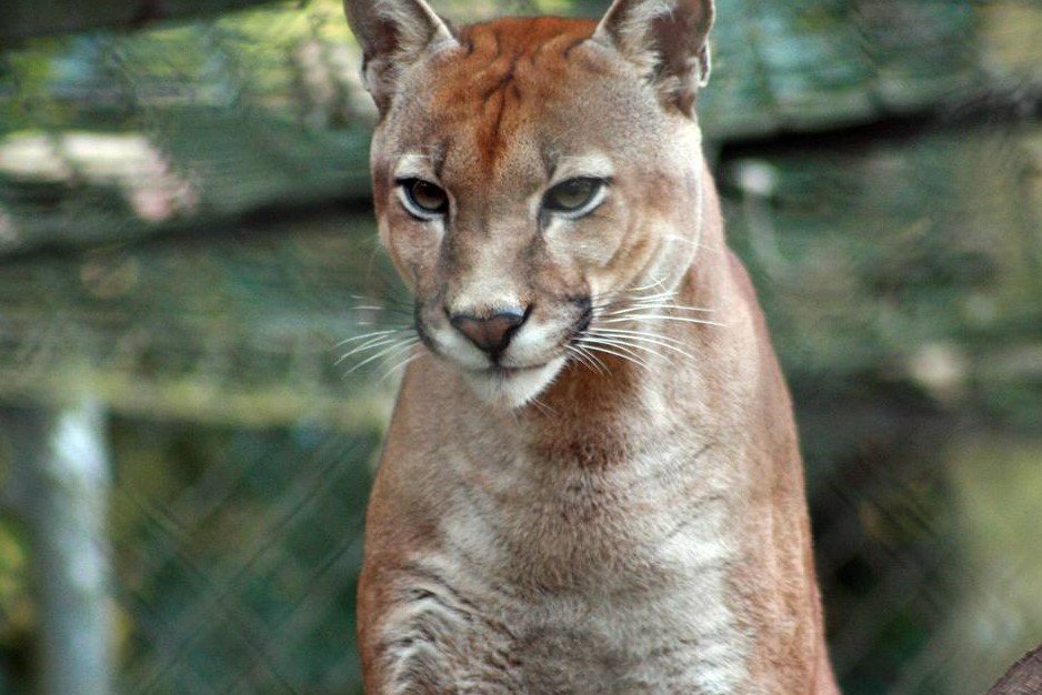 Perigo: Zoológico de Brasília é evacuado após uma onça fugir de recinto