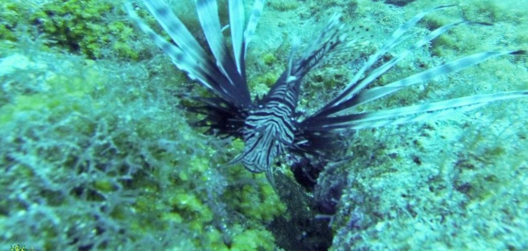 Meio Ambiente: Campanha alerta banhistas e pescadores sobre perigos do peixe-leão