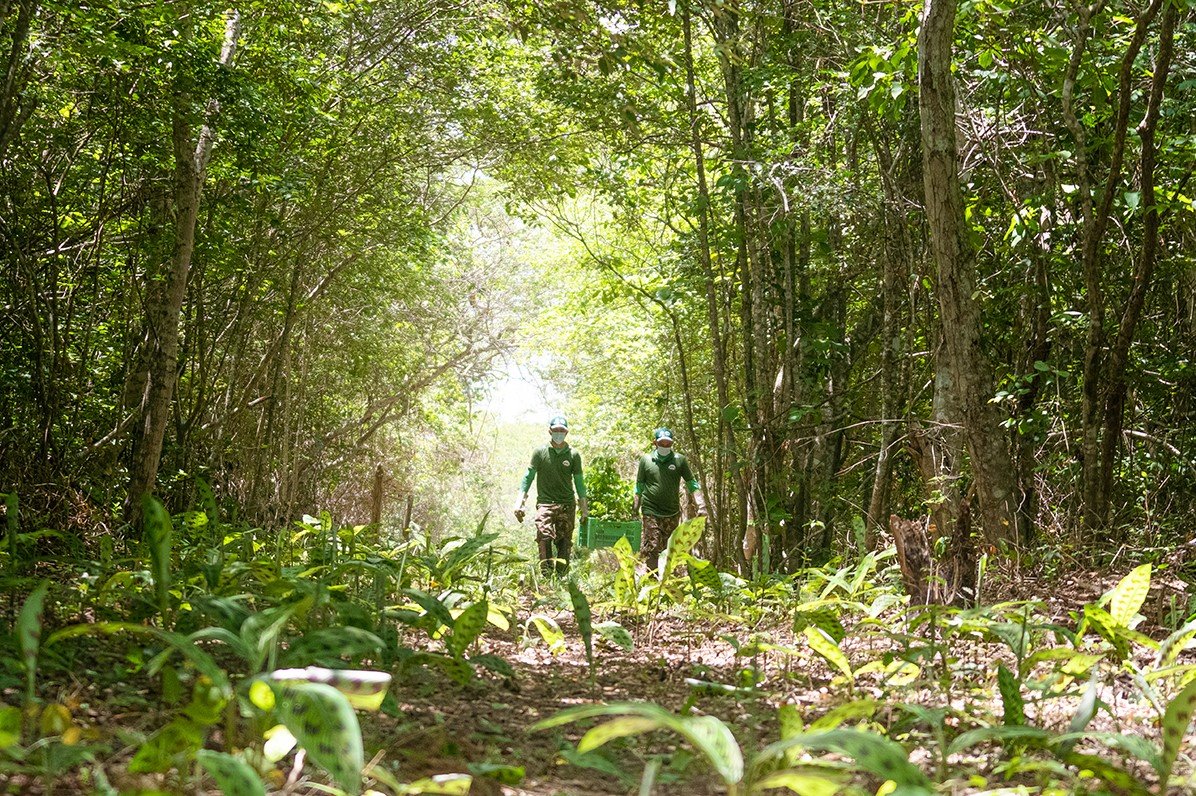 No Clima da Caatinga: Projeto realiza plantio de 5 mil mudas na Reserva Natural Serra das Almas, no Ceará