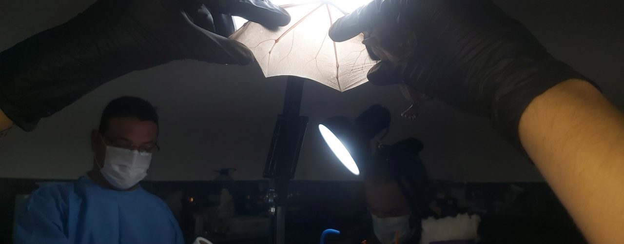 Saúde: Pesquisadores analisam presença de coronavírus em animais silvestres no Maciço de Baturité