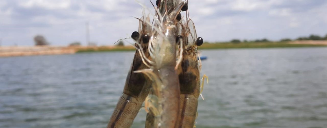 Agronegócio: Quadra chuvosa demanda atenção na produção de camarão, pontuam especialistas