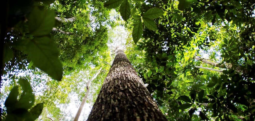 Meio Ambiente: Consulta pública recebe sugestões para produção de carbono verde no Brasil