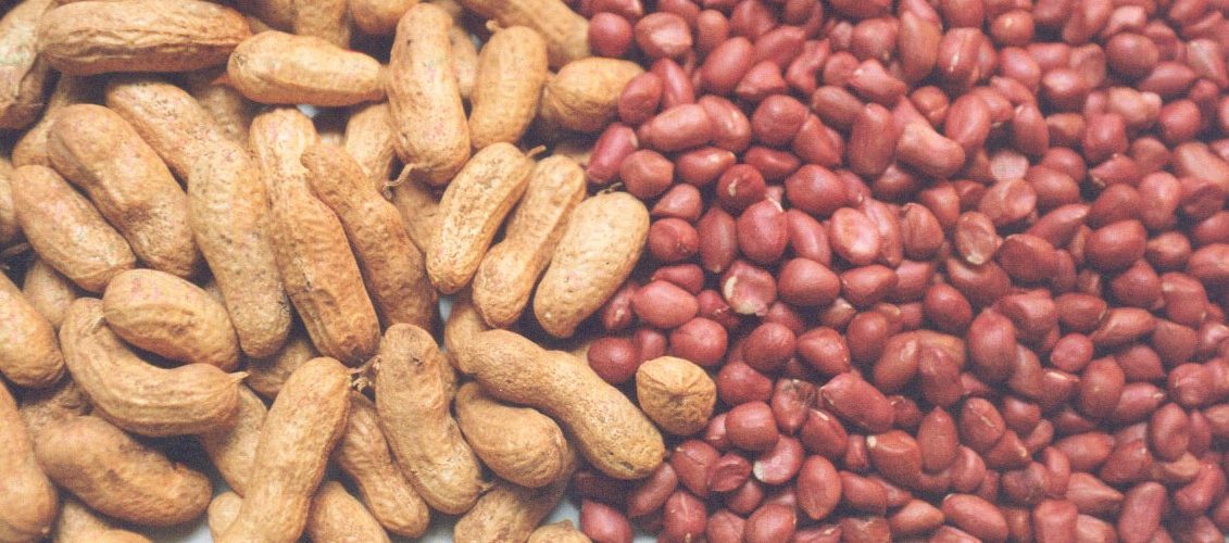 Agronegócio: Produtores investem na cultura e garantem alta valorização do mercado do amendoim