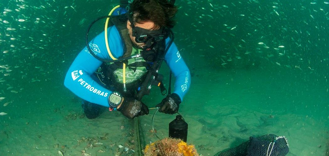 Oceano: Agregação reprodutiva de meros é encontrada em São Francisco do Sul