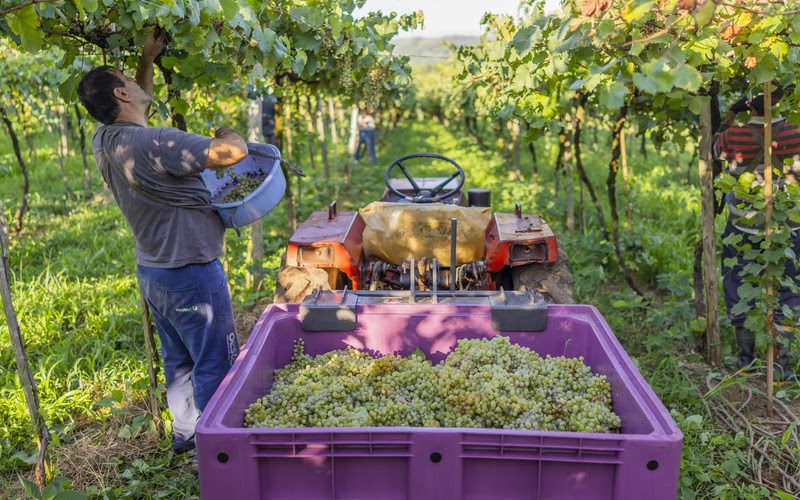 Agronegócio: Cooperativa Vinícola Garibaldi colhe safra com volume 15% menor em relação a 2021