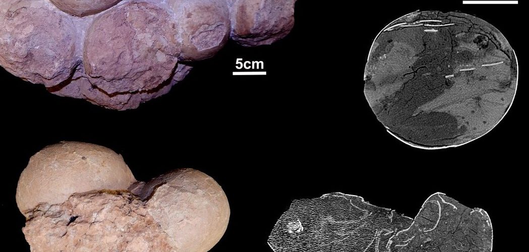 Paleontologia: Fósseis brasileiros ajudam a entender como viviam os dinossauros