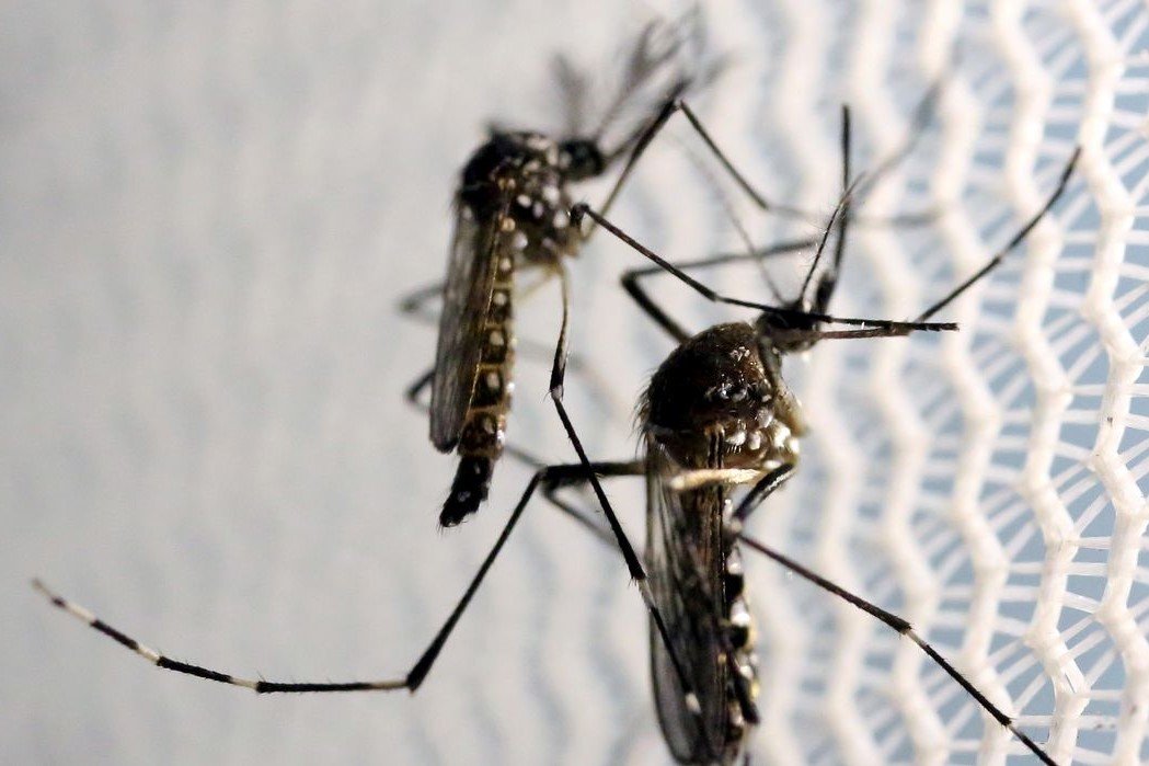 Saúde: Casos de dengue em todo o país aumentam 95% em relação a 2021