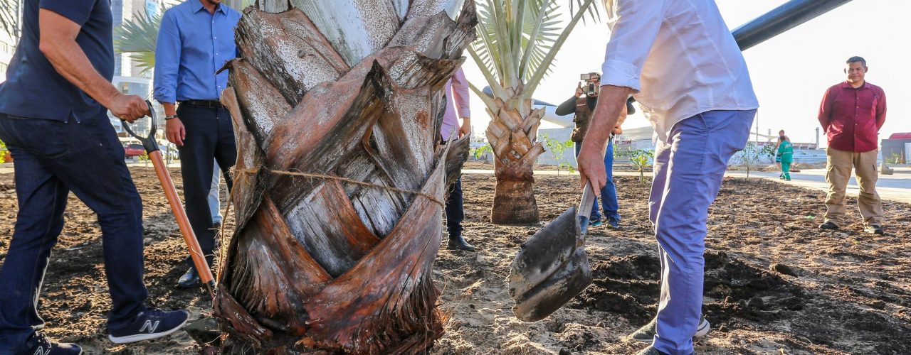 Paisagismo: Fortaleza ganha 5 mil árvores de grande porte em vias e obras públicas