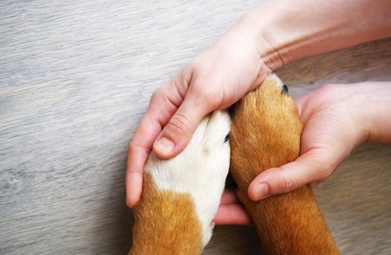 Ao Vivo: Live ajuda a entender o processo do luto pet