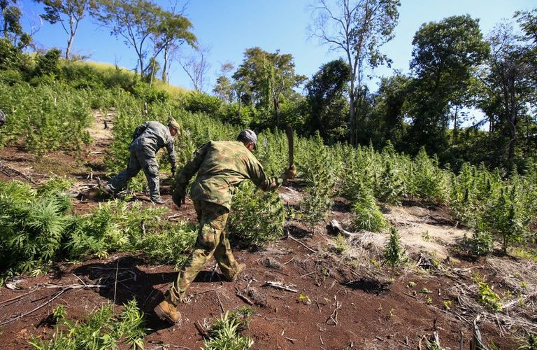 Combate às Drogas: Operação Nova Aliança encerra 32ª fase com a destruição de 834 toneladas de maconha