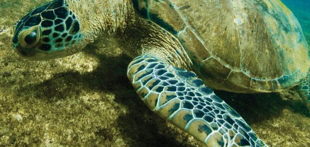 Meio Ambiente: Tartaruga-verde deixa lista de espécies ameaçadas de extinção