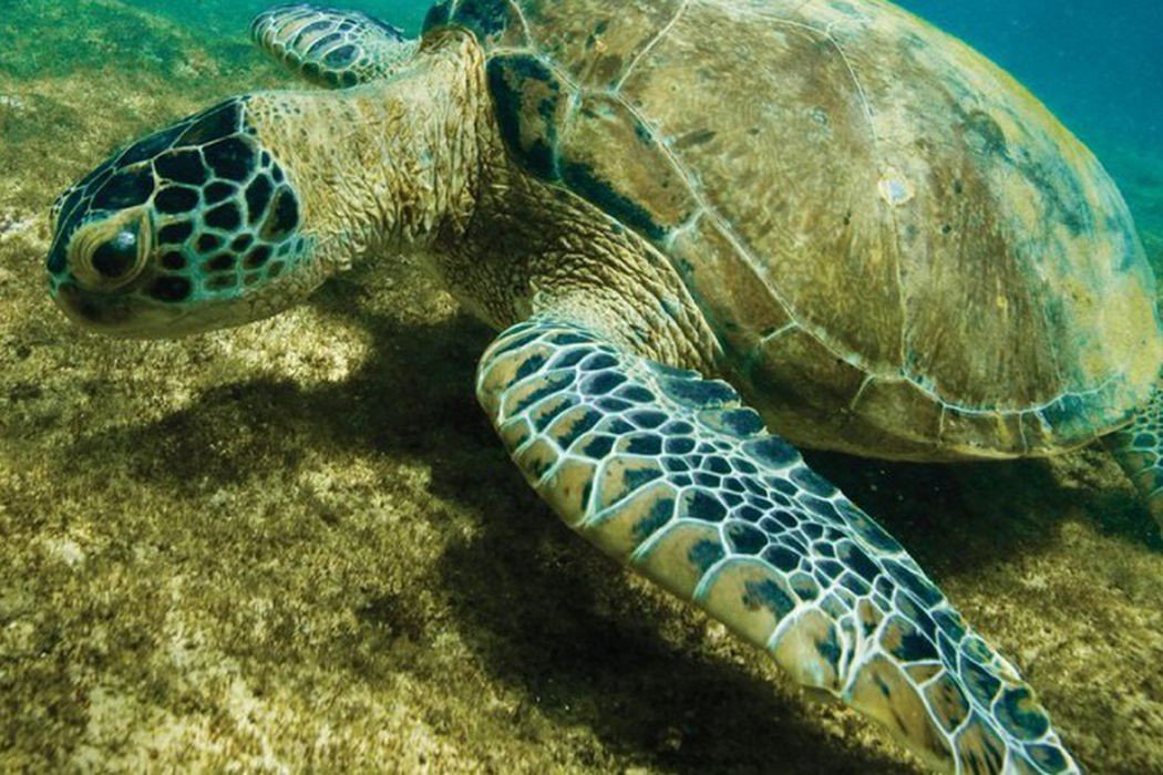 Meio Ambiente: Tartaruga-verde deixa lista de espécies ameaçadas de extinção