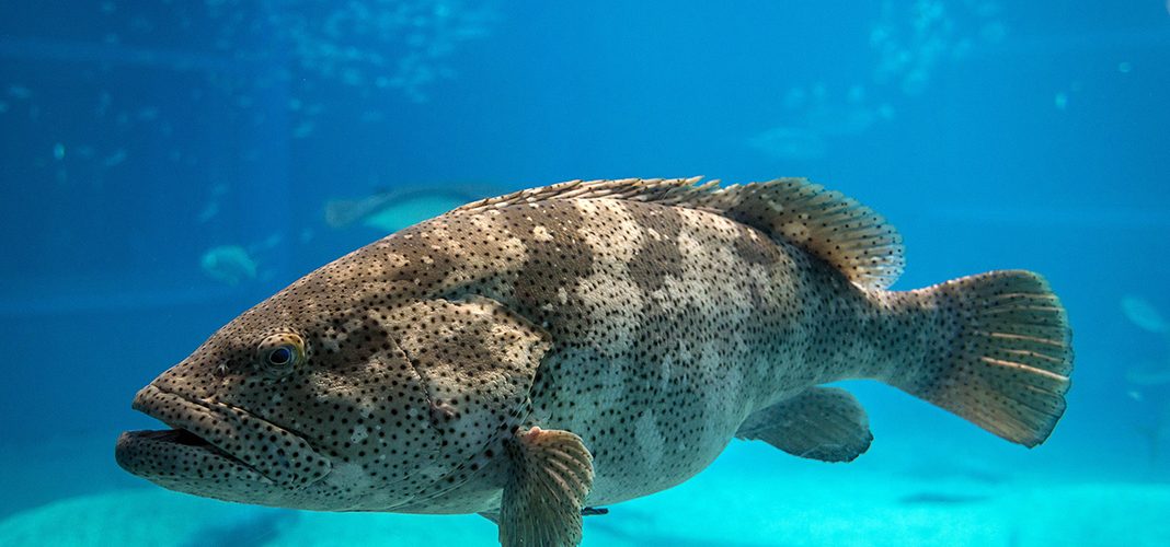 Garoupa: Operação coíbe crime ambiental em reserva marinha de Arraial do Cabo