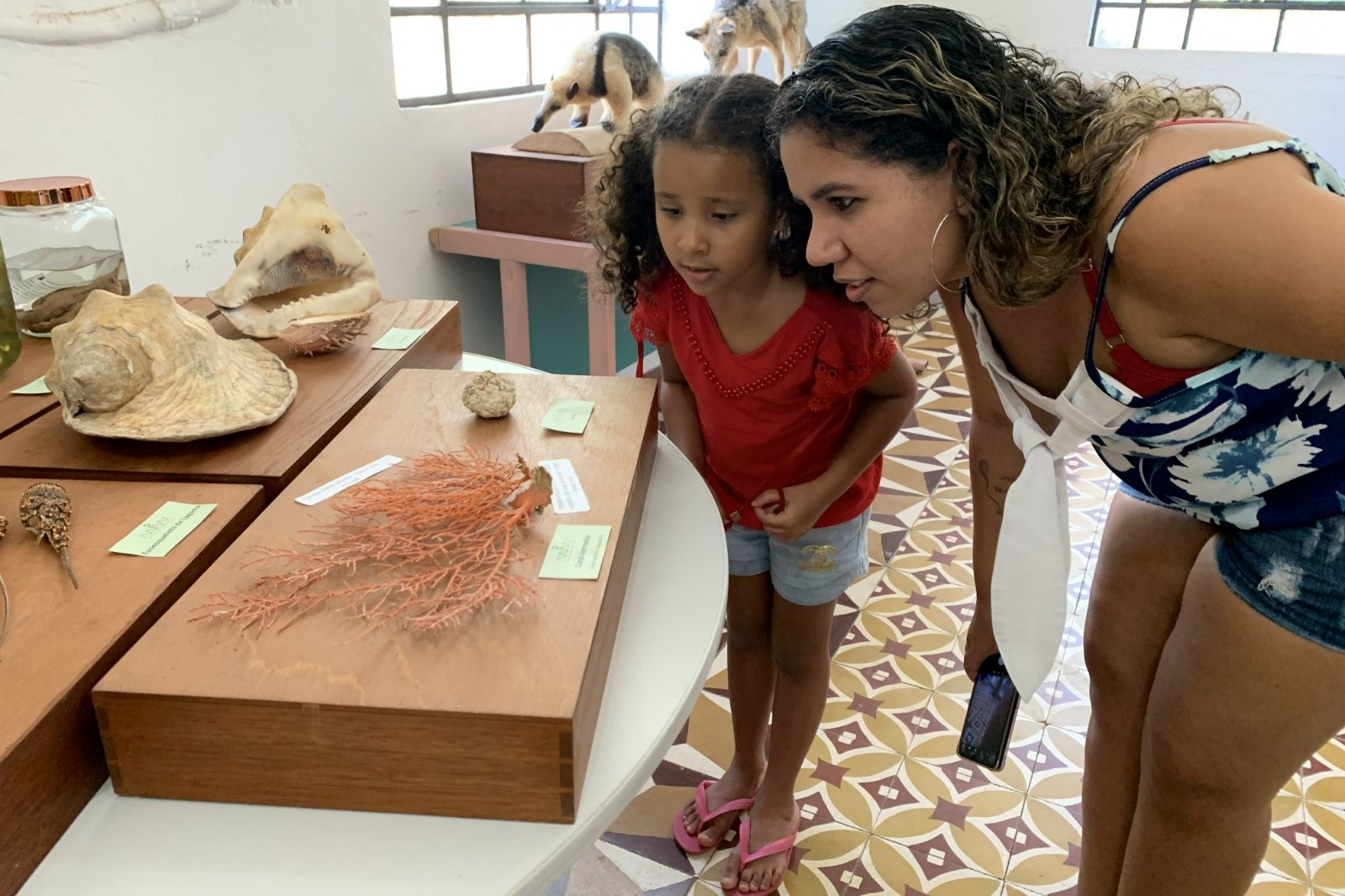 Exposição: Animais da Coleção do Museu de História Natural do Ceará é reunido pela primeira vez em Pacoti