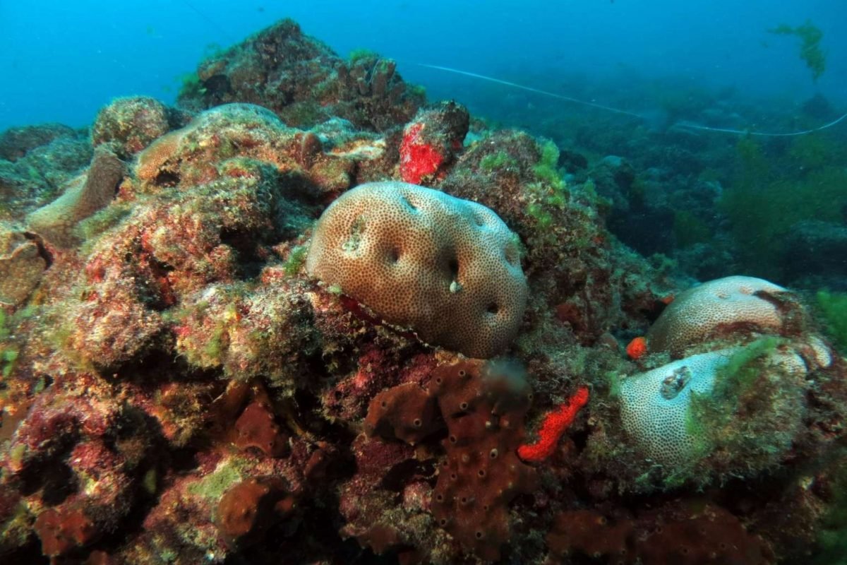 Meio Ambiente: No Dia Mundial dos Oceanos, Sema divulga resultado de fiscalização na Pedra da Risca do Meio