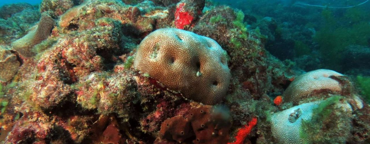 Meio Ambiente: No Dia Mundial dos Oceanos, Sema divulga resultado de fiscalização na Pedra da Risca do Meio
