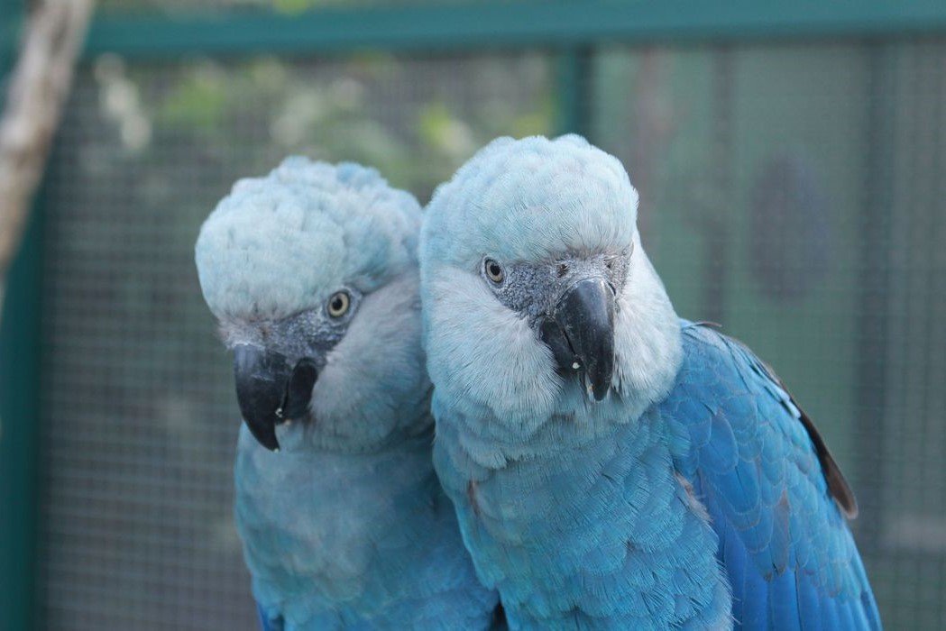 Meio Ambiente: Depois de mais de 20 anos, ararinha-azul volta aos céus da caatinga