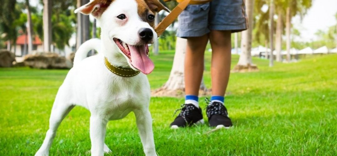 Mundo Pet: Convivência com animais em condomínios requer atenção e cuidados para manter a saúde