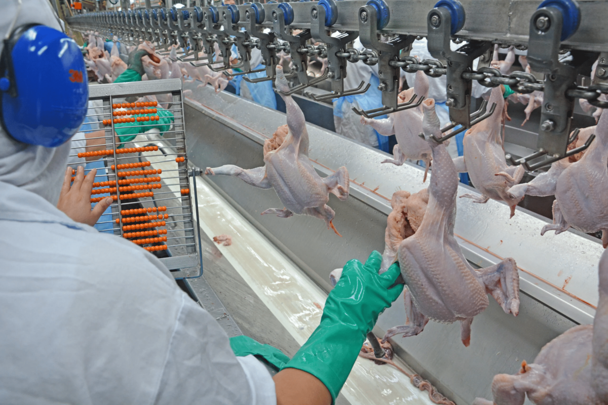 Os frangos abatidos no segundo trimestre deste ano somaram 1,49 bilhão de cabeças | Foto: Lucas Scherer/Embrapa Suínos e Aves