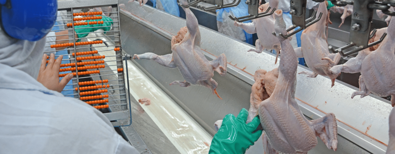 Os frangos abatidos no segundo trimestre deste ano somaram 1,49 bilhão de cabeças | Foto: Lucas Scherer/Embrapa Suínos e Aves