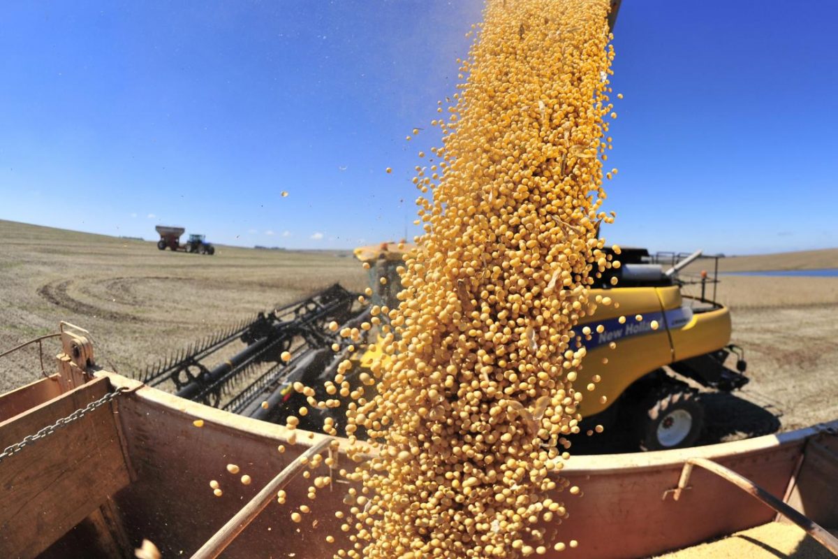 Principal commodity do país, a estimativa para soja teve alta de 0,7%, em relação ao mês anterior. | Foto: Divulgação
