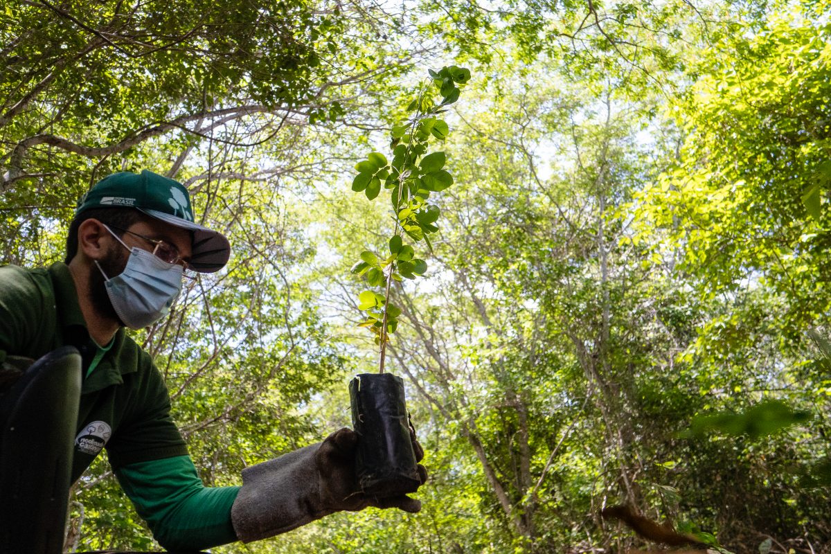 Entre os objetivos está a difusão de conhecimento técnico, a consolidação do Ponto de Treinamento de Coletores de Sementes. | Foto: Divulgação
