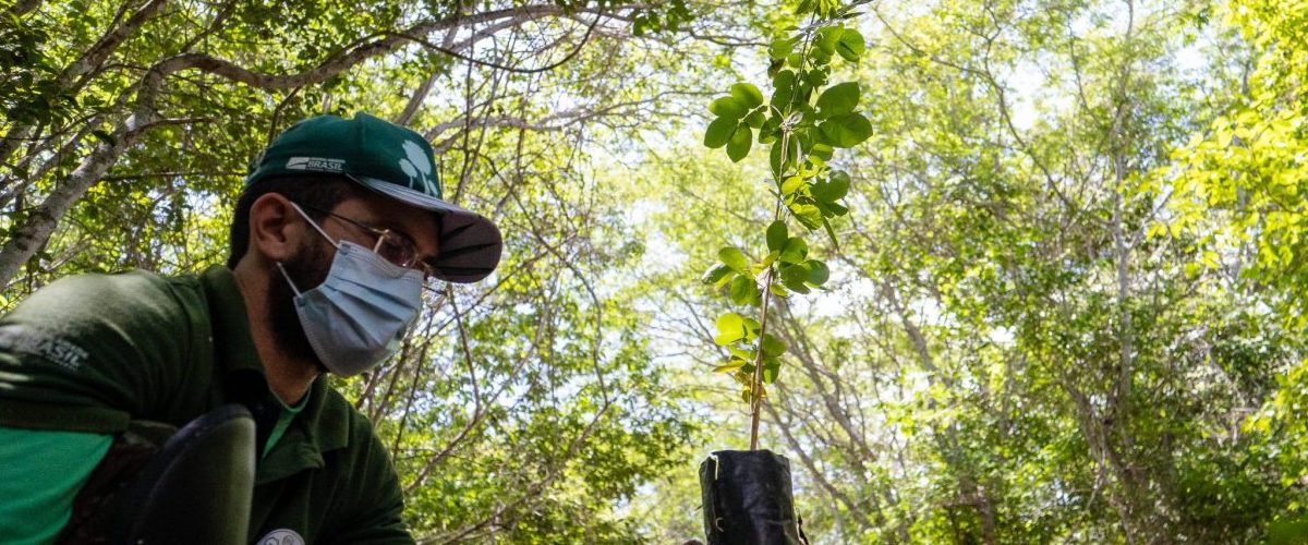 Entre os objetivos está a difusão de conhecimento técnico, a consolidação do Ponto de Treinamento de Coletores de Sementes. | Foto: Divulgação