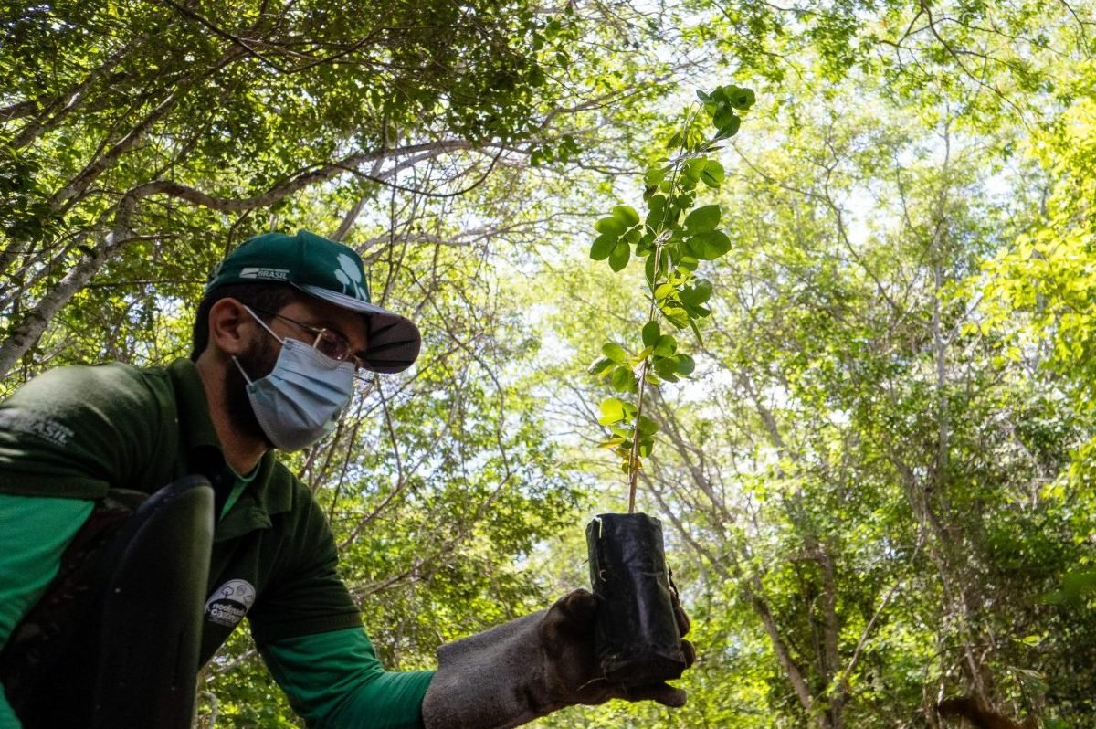 Entre os objetivos está a difusão de conhecimento técnico, a consolidação do Ponto de Treinamento de Coletores de Sementes. | Foto: Divulgação