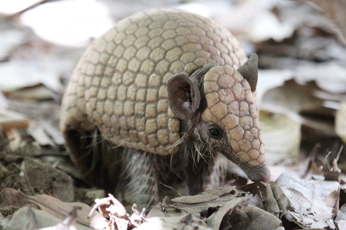 Risco: Associação Caatinga alerta sobre os perigos da aproximação com animais silvestres
