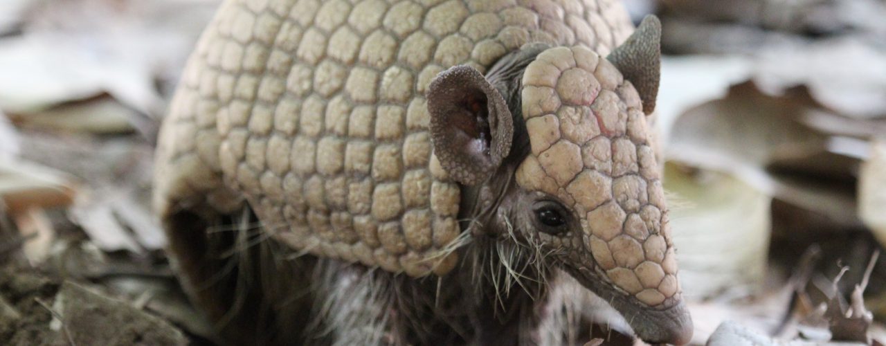 Risco: Associação Caatinga alerta sobre os perigos da aproximação com animais silvestres