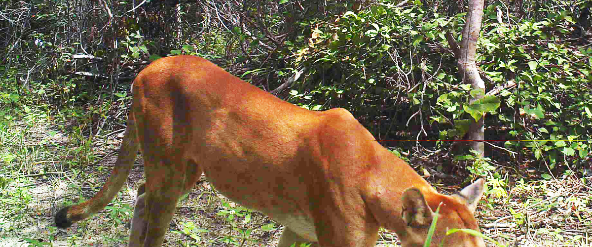 A Onça Parda (Puma concolor) foi uma das espécies registradas. | Foto: Divulgação/ Associação Caatinga