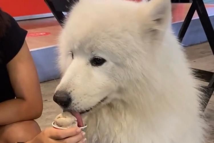 Dia dos Animais: Imprensa Food Square distribui sorvete grátis para os pets