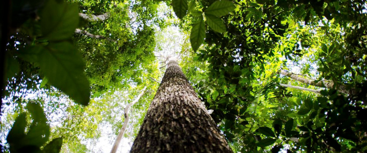 O anúncio foi feito na segunda-feira (14/11) pelo Ministério das Relações Exteriores. | Foto: Marcelo Camargo