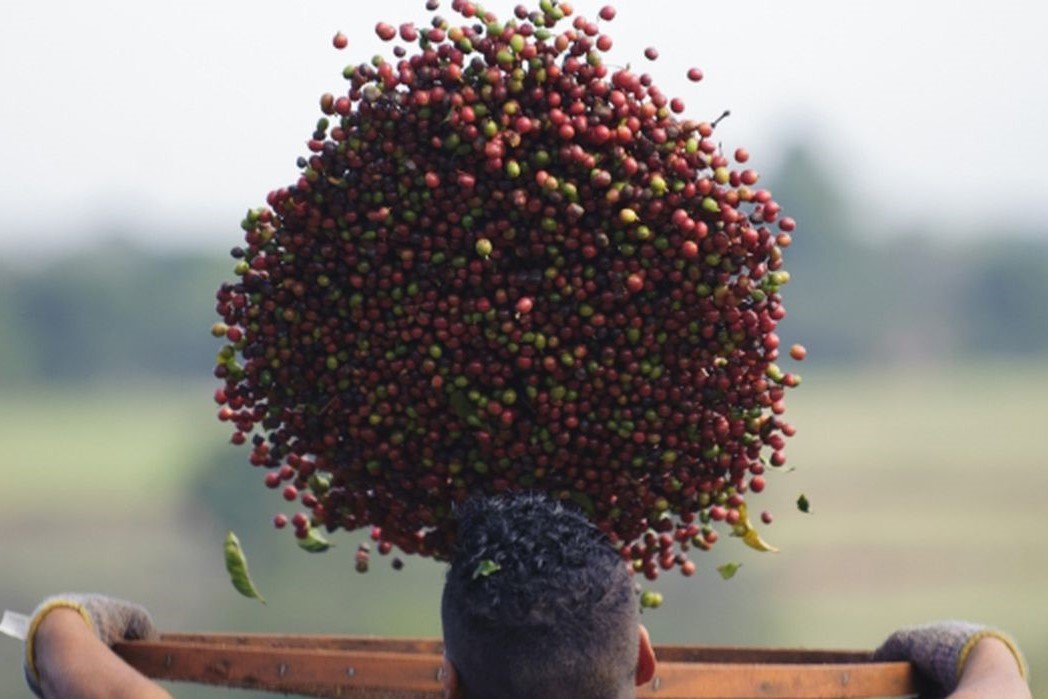 Agronegócio: Premiação elege melhores cafés do Brasil nesta semana