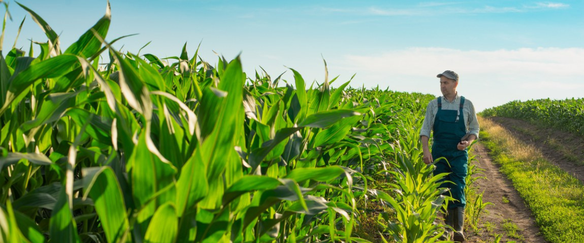 Além das linhas de crédito destinadas todos os anos para custeio e investimento no setor, o Plano Safra oferece diversos programas de modernização, inovação e sustentabilidade, sempre priorizando os pequenos e médios produtores rurais. | Foto: Reprodução