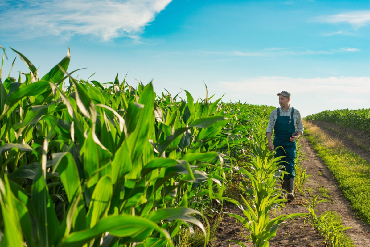Além das linhas de crédito destinadas todos os anos para custeio e investimento no setor, o Plano Safra oferece diversos programas de modernização, inovação e sustentabilidade, sempre priorizando os pequenos e médios produtores rurais. | Foto: Reprodução
