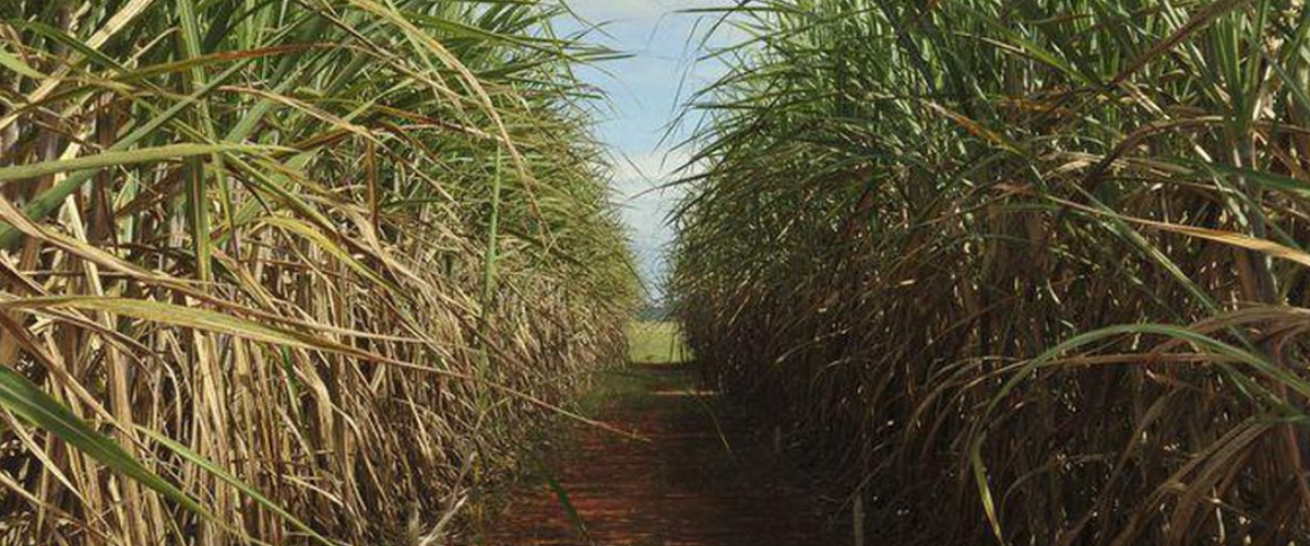 O levantamento da entidade aponta ainda que o Brasil deverá produzir 36,4 milhões de toneladas de açúcar nesta safra, um acréscimo de 4,1% frente à safra 2021/22.| Foto: Elza Fiúza